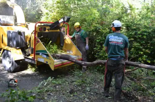 tree services Redwood City